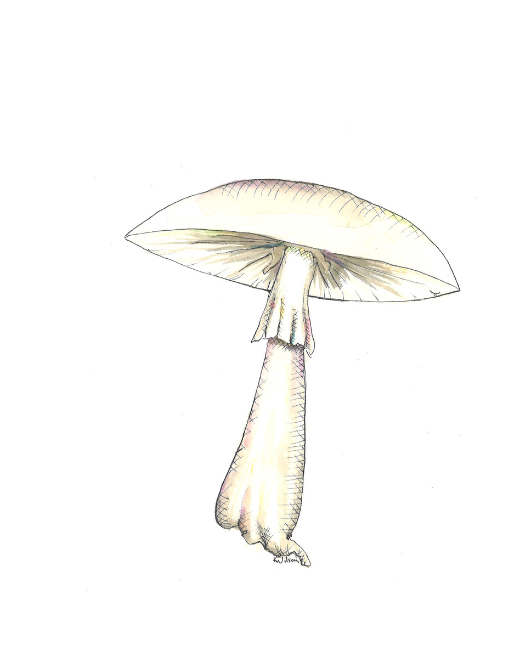 Amanita Phalloides | Death Cap Mushrooms
Original artwork in watercolor and ink by Kira Wilson