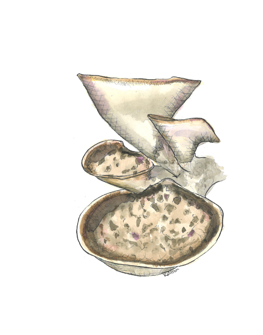 Cerioporus Squamosus | Dryad's Saddle Mushrooms
Original artwork in watercolor and ink by Kira Wilson