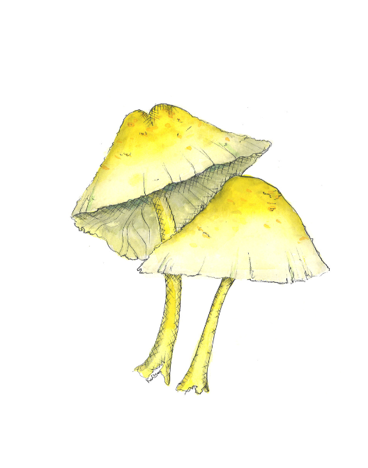 Leucocoprinus Birnbaumii | Flowerpot Parasol Mushrooms
Original artwork in watercolor and ink by Kira Wilson