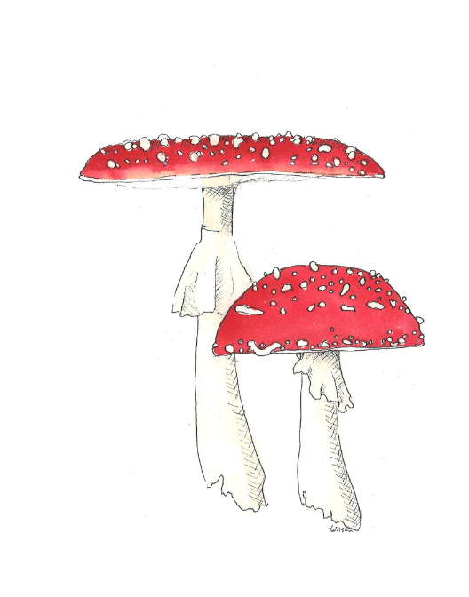 Amanita Muscaria | Fly Agaric Mushrooms
Original artwork in watercolor and ink by Kira Wilson