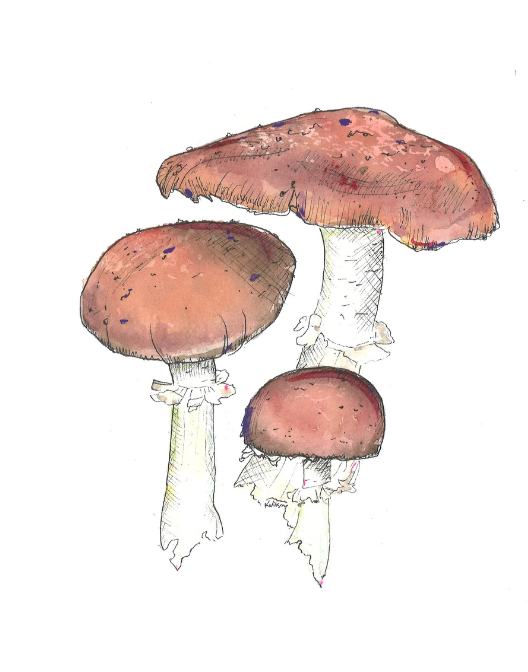 Stropharia Rugosoannulata | Wine Cap Mushrooms
Original artwork in watercolor and ink by Kira Wilson